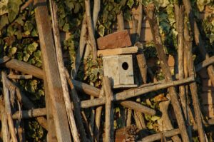 Pettorosso che esplora una casetta nido con ingresso basso, ideale per il suo habitat.