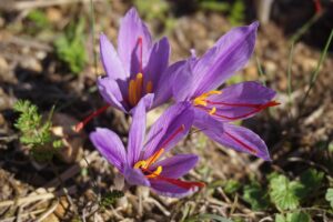 Bulbi di zafferano in vaso con fiori viola che sbocciano, simbolo di coltivazione autunnale.