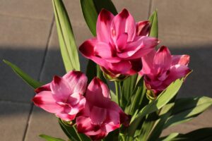 Fiori di curcuma in vaso, colorati e rigogliosi, che sbocciano per mesi.