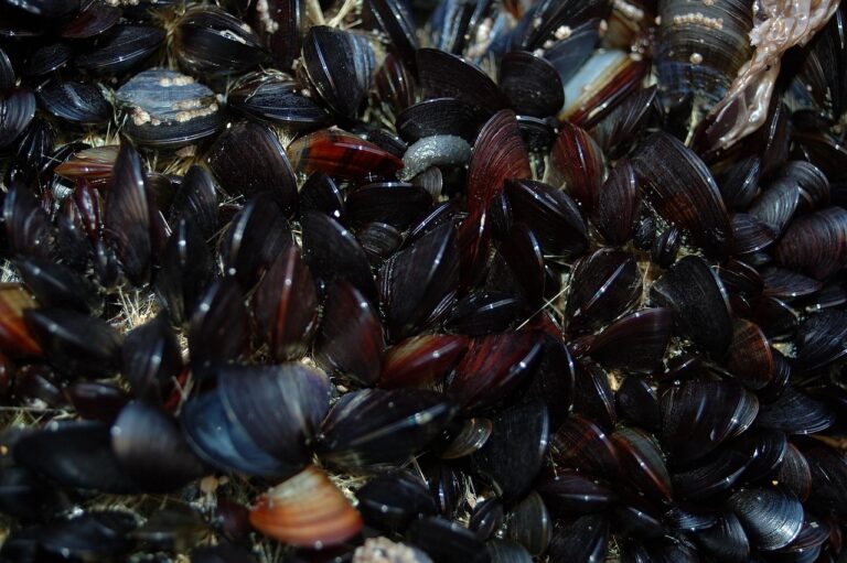 Cozze pulite con una paglietta d'acciaio, metodo veloce per rimuovere impurità.