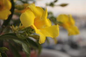 Dipladenia in vaso protetta dal freddo con copertura, pronta per la primavera.