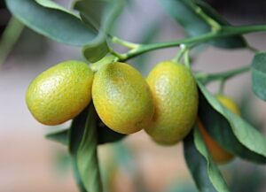 Alberi da frutto in vaso: limone, kumquat e pesco nano su un balcone soleggiato.